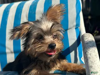 Yorkshire Terrier dogs Yorkshire Terrier Puppy 4 - Ad 39