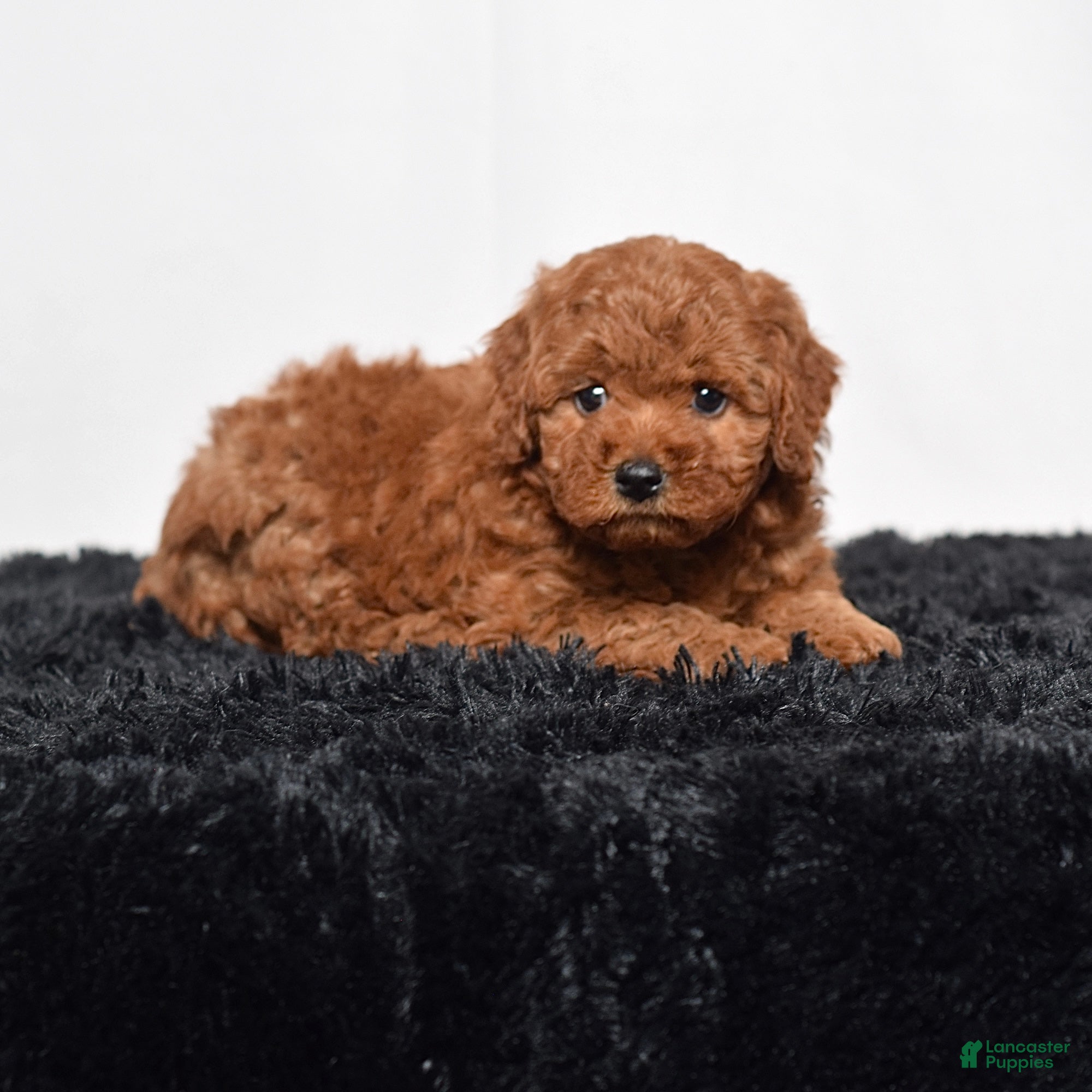 Mini Goldendoodle dogs for sale: Maddie - Ad 7
