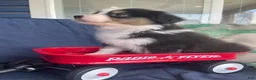 Australian Shepherd dogs for sale: Australian Shepherd- Chloe  - Ad 6