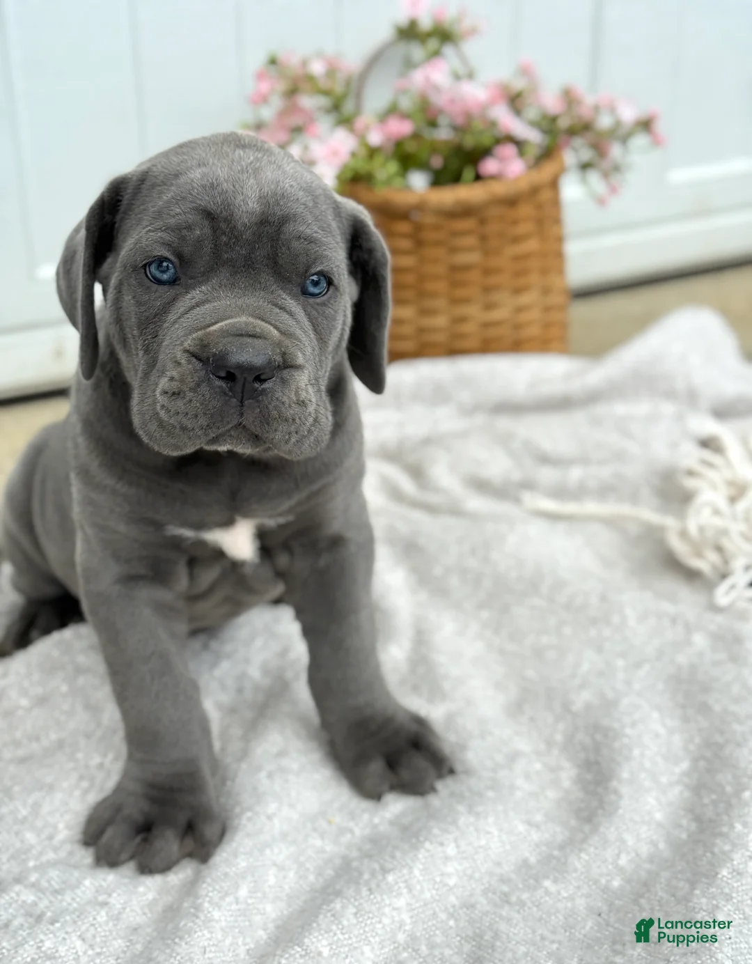 Cane Corso dogs for sale: Bane - Ad 2