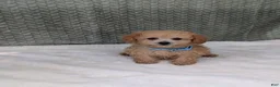 Bichpoo dogs for sale: Buckley  - Ad 6