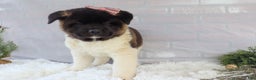 Akita dogs for sale: Rosa - Ad 12
