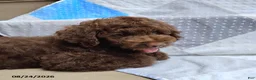Mini Goldendoodle dogs for sale: Raggedy Andy - Ad 3