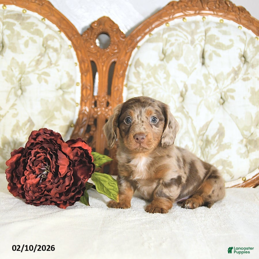 Miniature Dachshund dogs Parker - Ad 26
