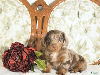 Miniature Dachshund dogs Parker - Ad 26