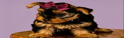 Yorkshire Terrier dogs for sale: Eva Gigi-AKC  Potty and Crate Trained  - Ad 7