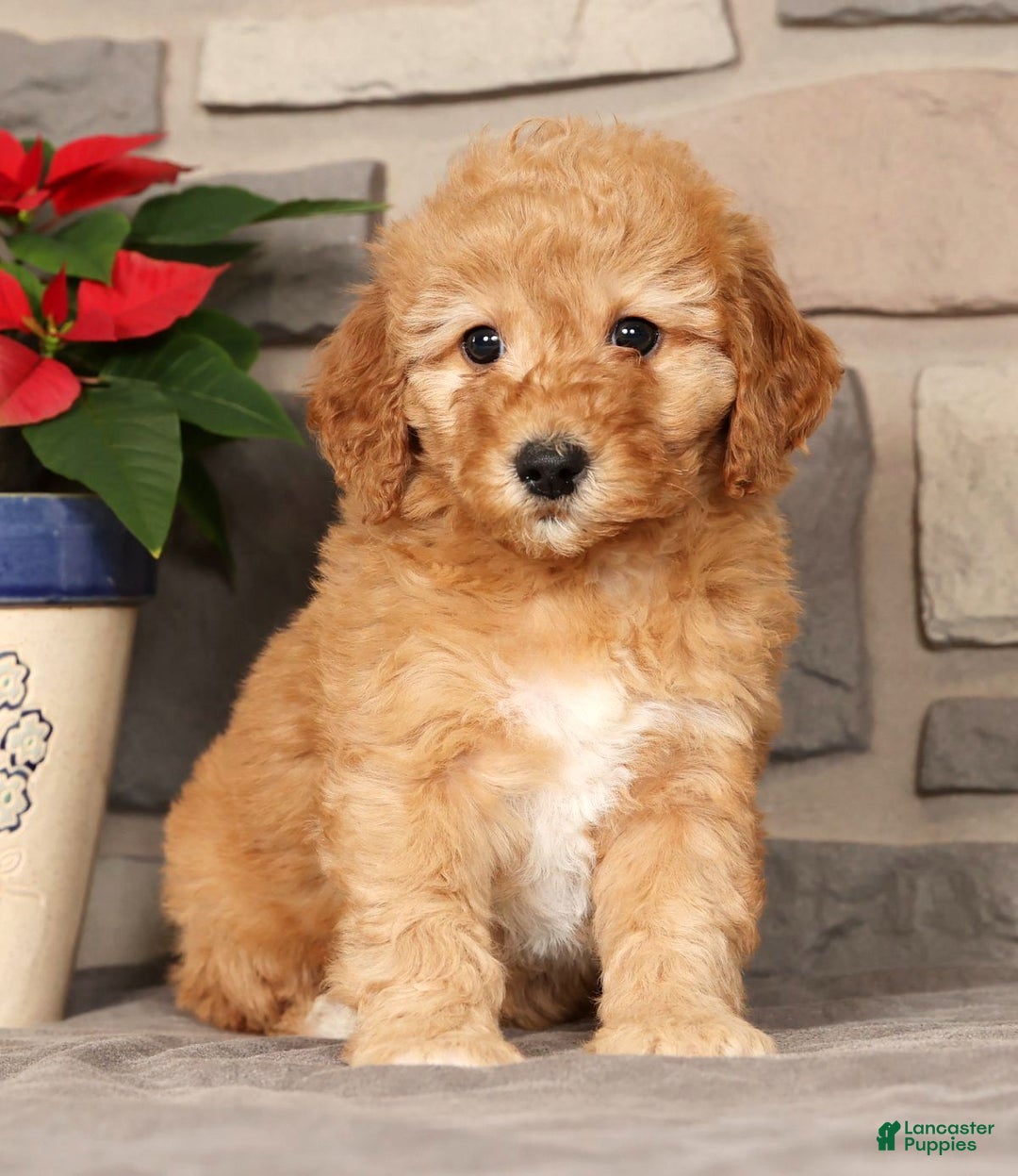 Mini Goldendoodle dogs for sale: Emiko - Ad 1