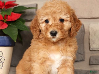 Mini Goldendoodle dogs Emiko - Ad 22