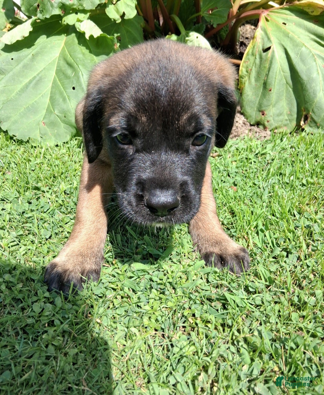 English Mastiff dogs Georgia - Ad 2