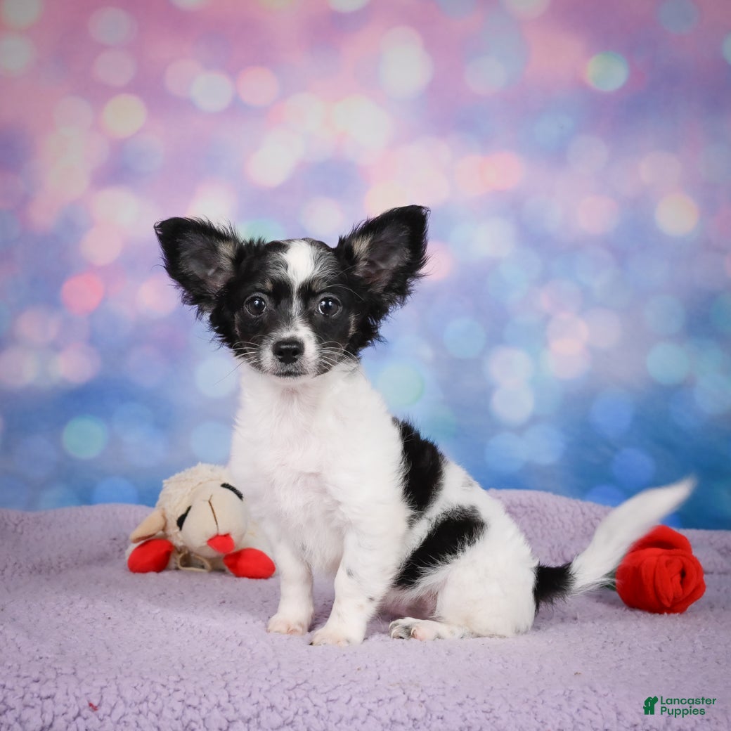 Chihuahua dogs POPPY - Ad 2
