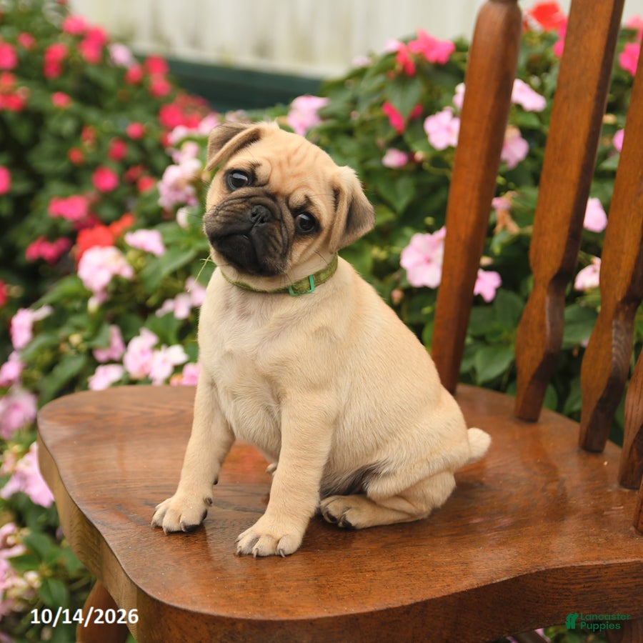 Pug dogs Pumpkin - Ad 1
