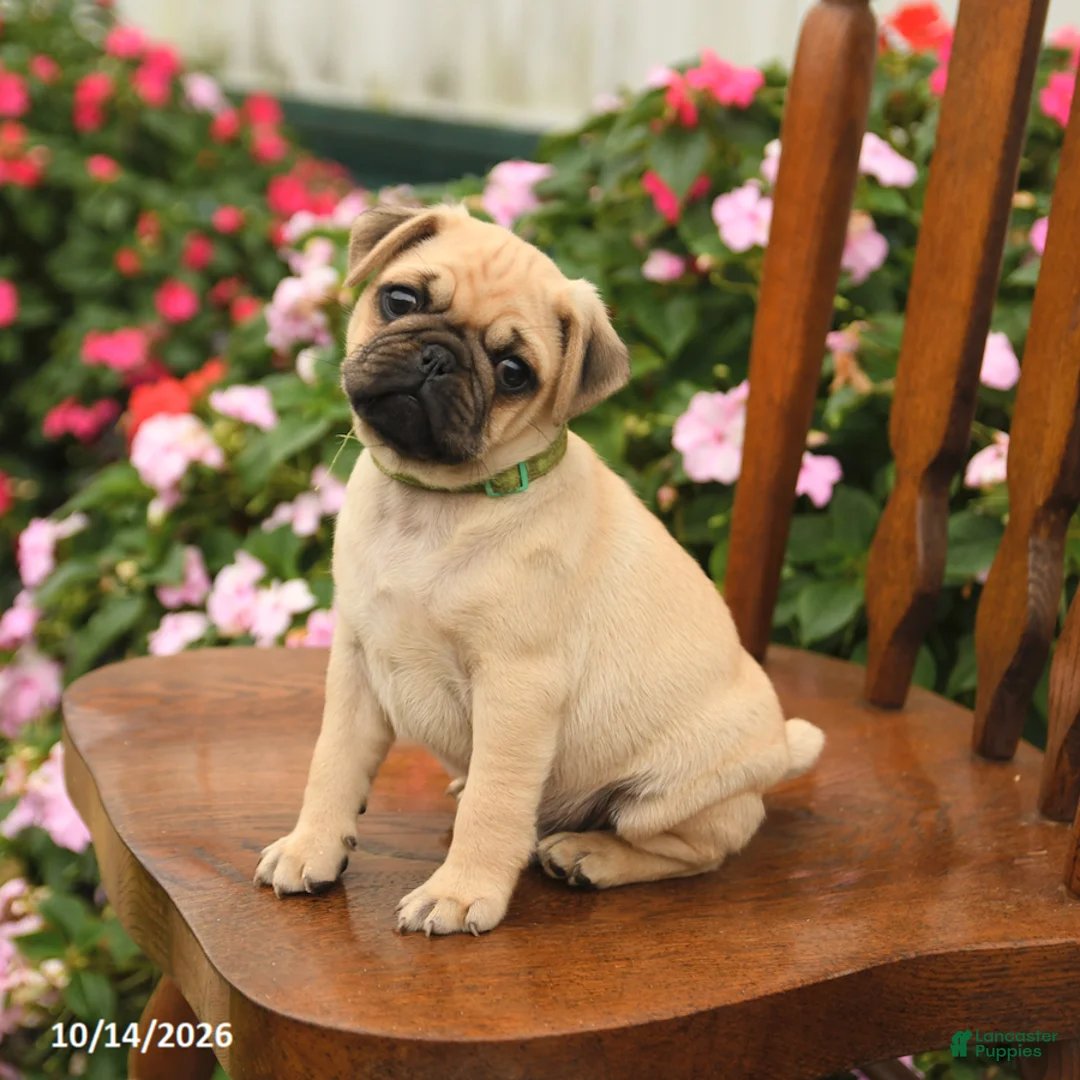 Pug dogs for sale: Pumpkin - Ad 1