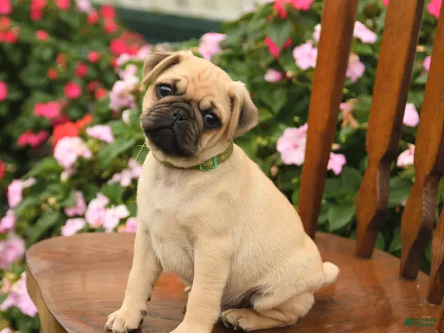 Pug dogs for sale: Pumpkin - Ad 1