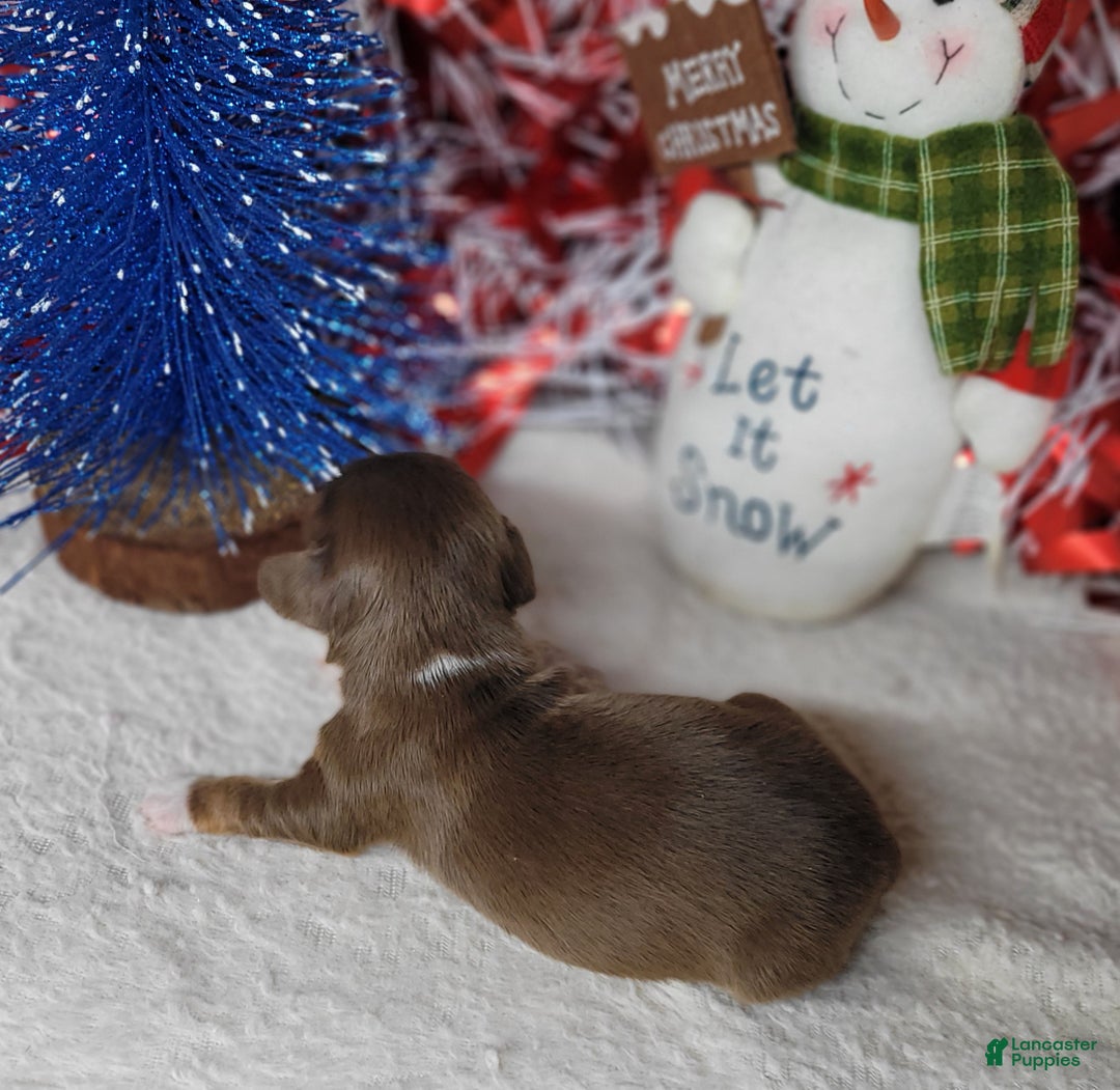 Miniature Dachshund dogs for sale: AKC Blade - Ad 10