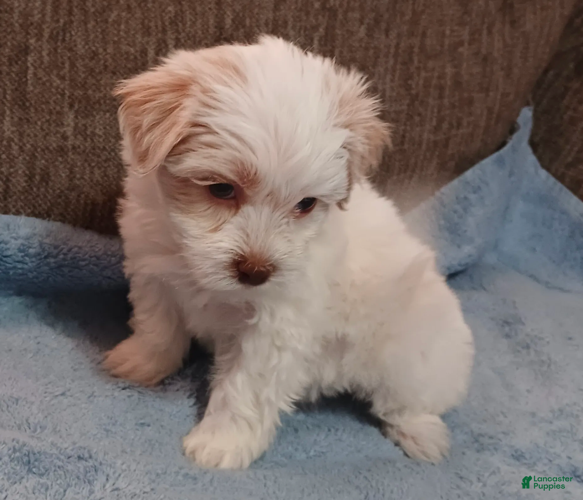 Teddy Bear dogs Tanner - Ad 2