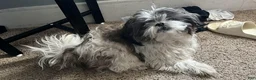 Shih Tzu dogs for sale: Shih Tzu 2 - Ad 6