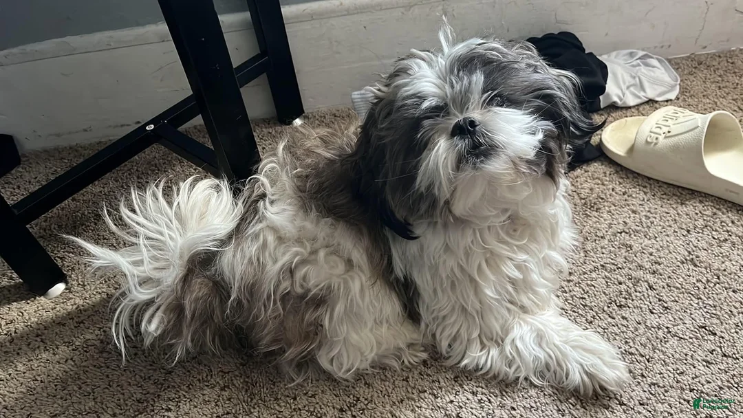 Shih Tzu dogs for sale: Shih Tzu 2 - Ad 6