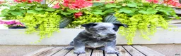 Australian Cattle Dog dogs for sale: Sally - Ad 3