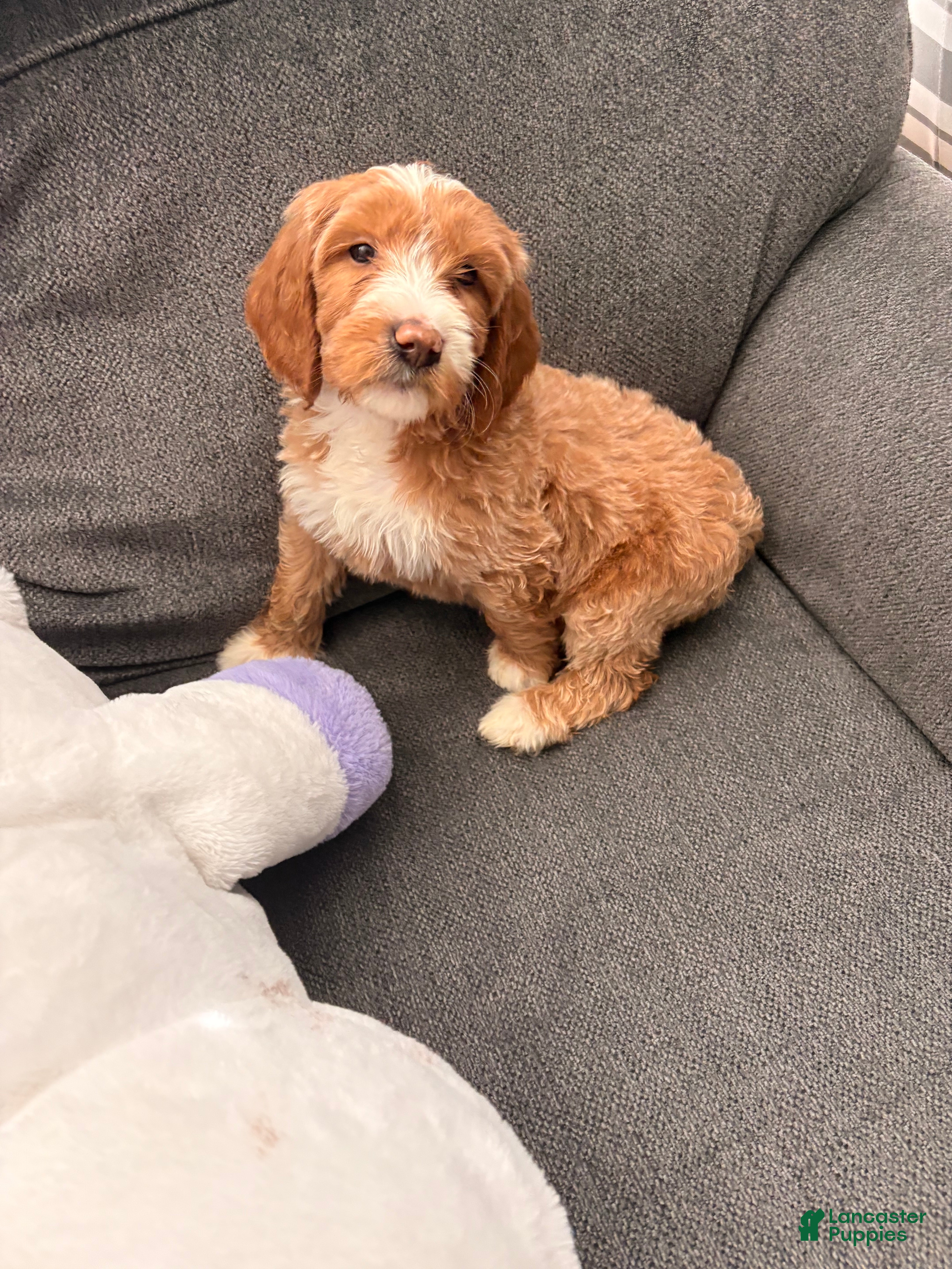 Goldendoodle dogs Goldendoodle Male - Ad 6