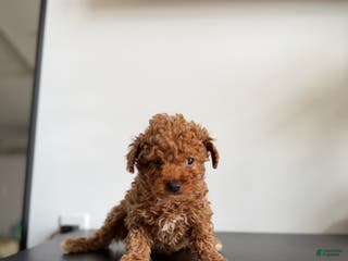 Toy Poodle dogs Lily teacup - Ad 20