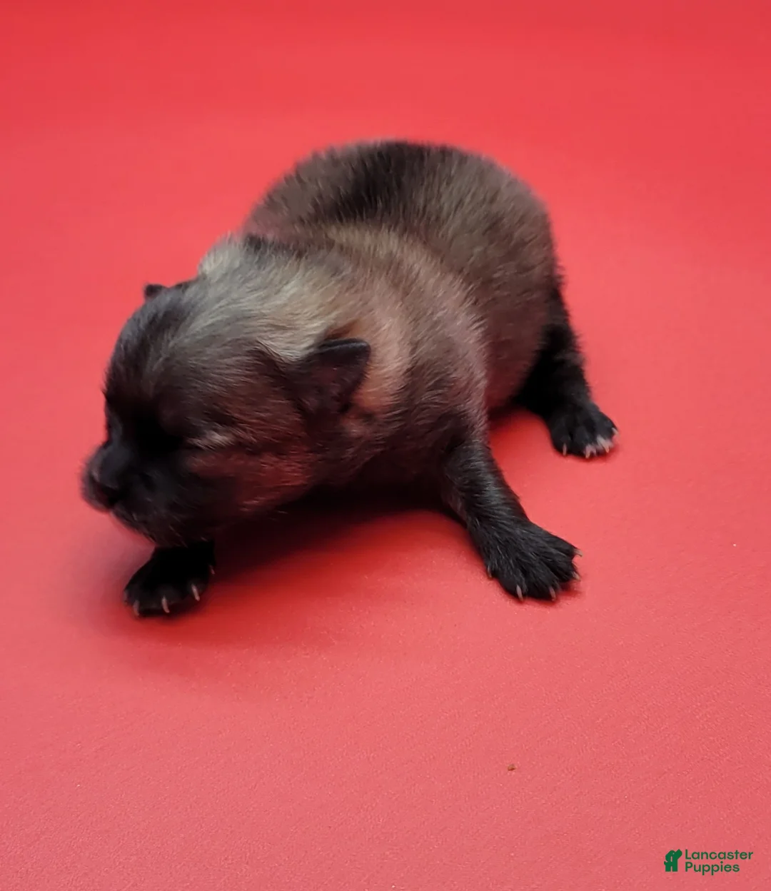 Pomeranian dogs for sale: Pomeranian Puppy 3 - Ad 2