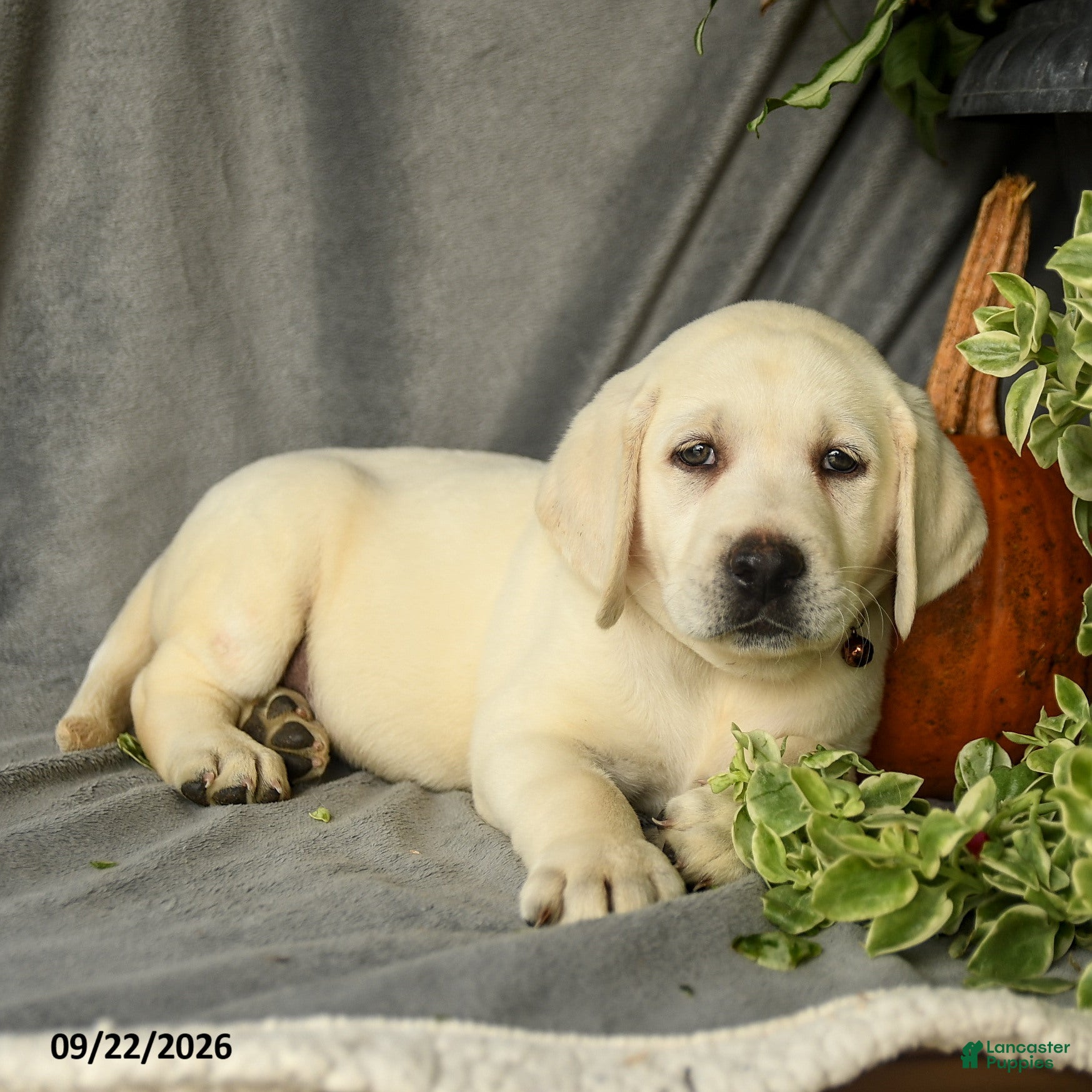 Labrador Retriever dogs Dozer - Ad 2