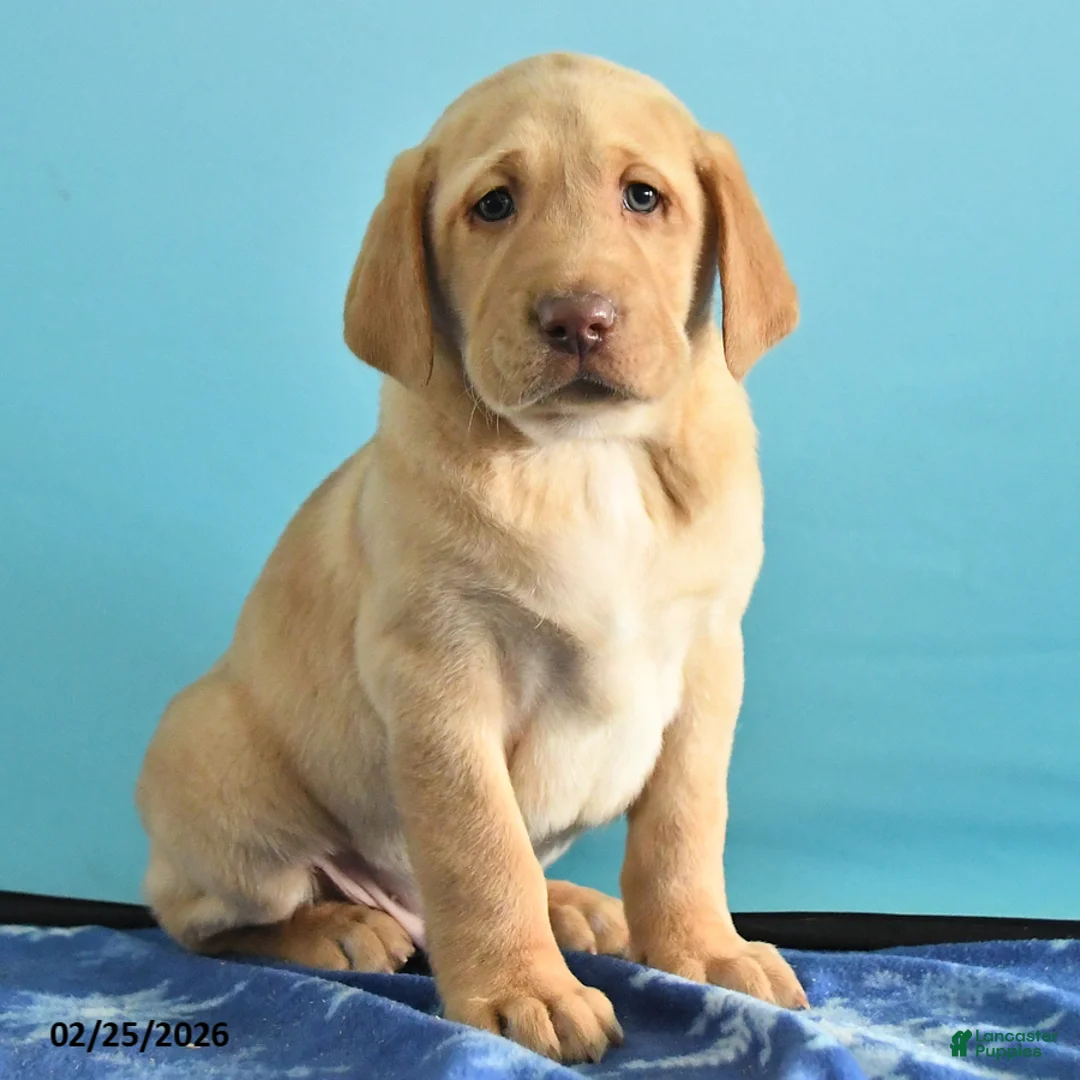 Labrador Retriever dogs for sale: Gunner - Ad 4