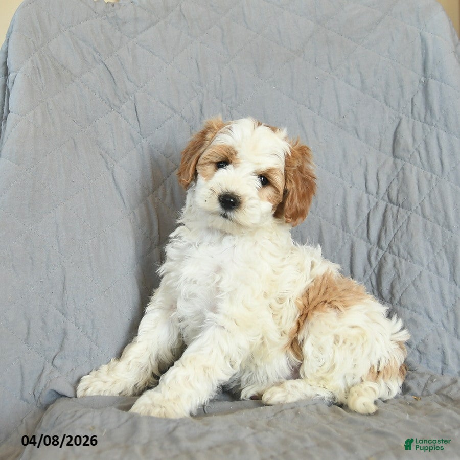 Mini Goldendoodle dogs Katniss  - Ad 2