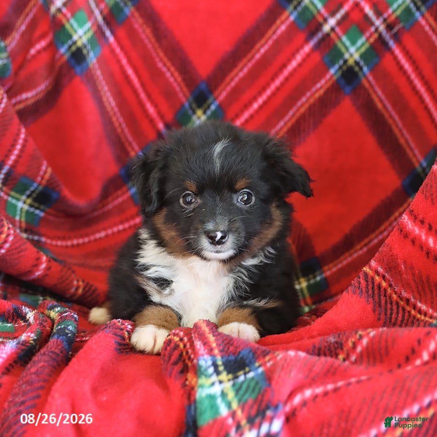 Toy Australian Shepherd dogs Jimmy - Ad 1