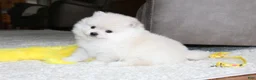 Pomeranian dogs for sale: Emerson - Ad 5