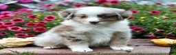 Miniature Australian Shepherd dogs for sale: Liberty - Ad 3