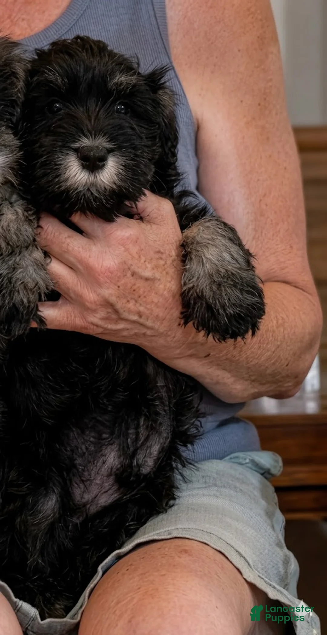 Schnauzer dogs for sale: Puppy 2 - Ad 1
