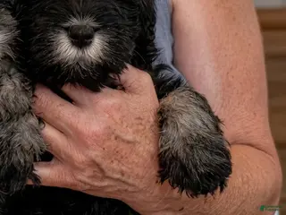 Schnauzer dogs Puppy 2 - Ad 2