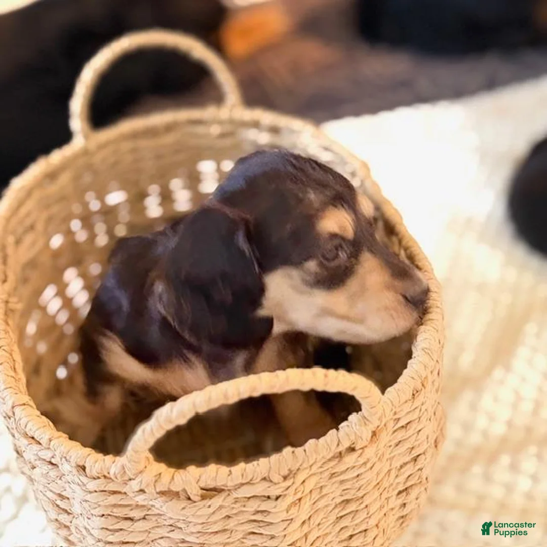 Dachshund dogs for sale: Lima - Ad 2