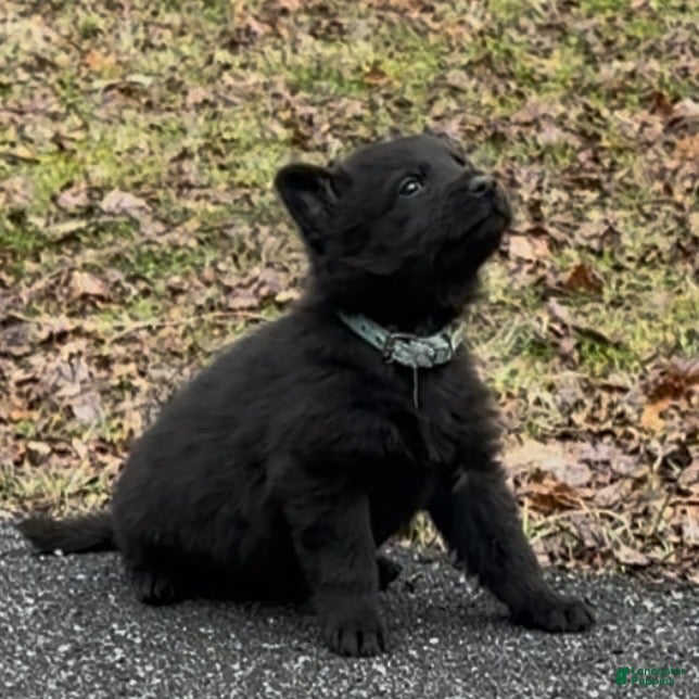 German Shepherd dogs TIC TAC - Ad 2