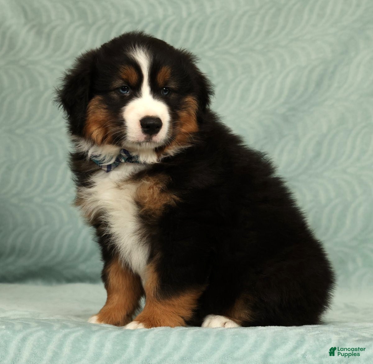 Australian Shepherd dogs for sale: Bear - Ad 3