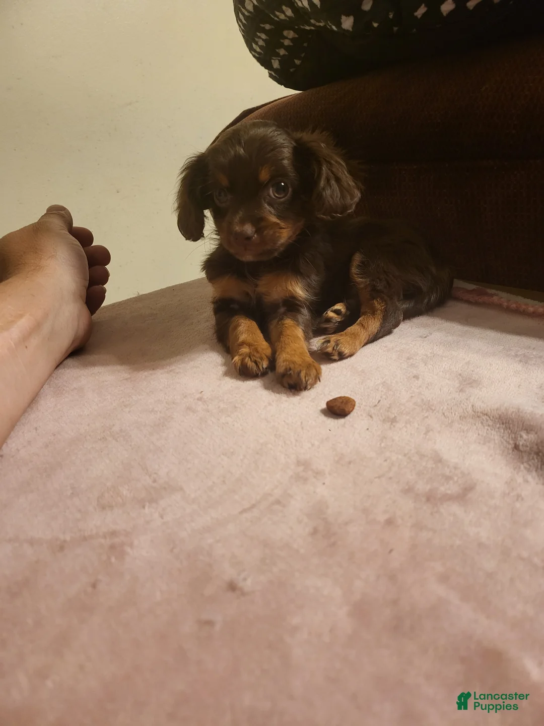 Chiweenie dogs for sale: Chiweenie 1 - Ad 5
