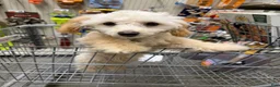 Bichpoo dogs for sale: Cooper - Ad 7