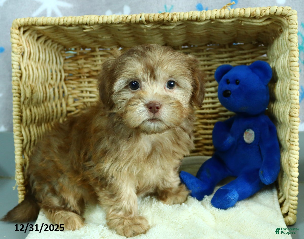 Shorkie dogs Lilly - Ad 4