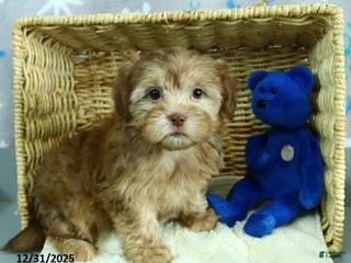 Shorkie dogs Lilly - Ad 4