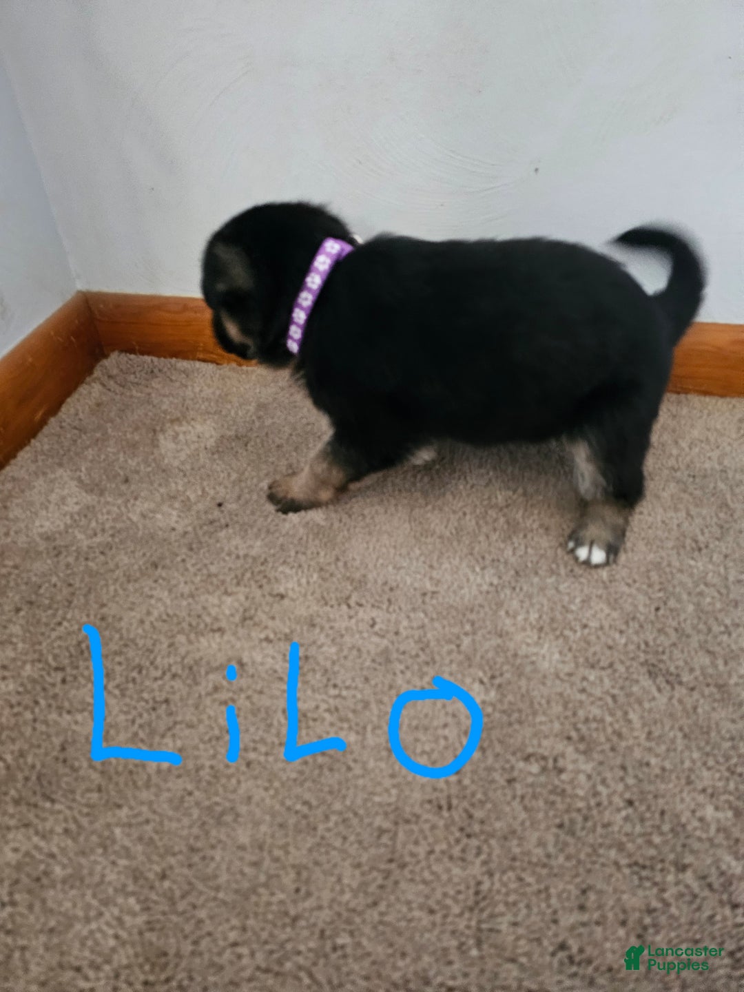 German Shepherd dogs for sale: German Shepherd Puppy 3 - Ad 4