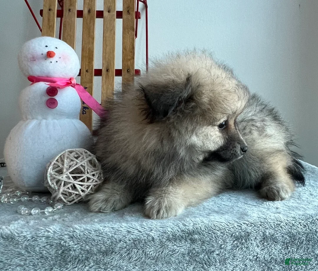Pomeranian dogs for sale: Smoky  - Ad 4
