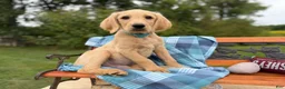 Labradoodle dogs for sale: Peter (Boy) - Ad 4