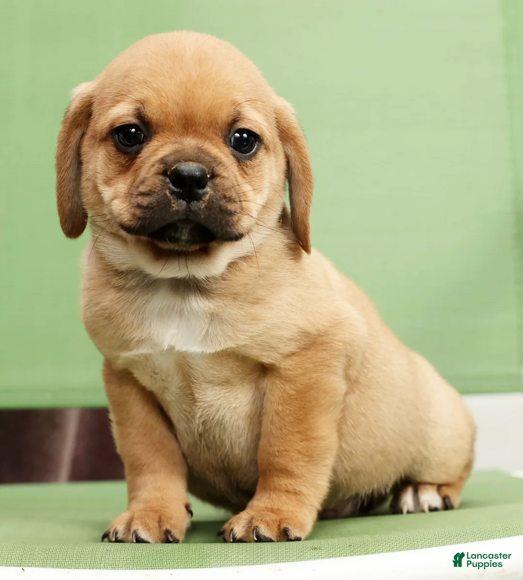Puggle dogs for sale: Max - Ad 8