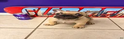 French Bulldog dogs for sale: French Bulldog 1 - Ad 3
