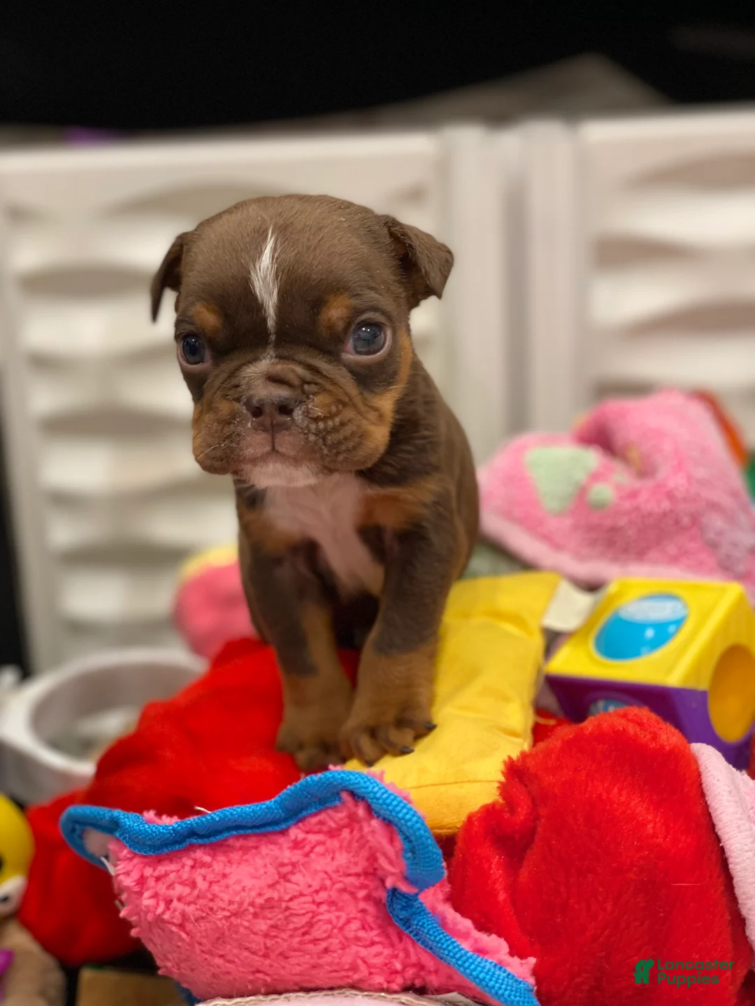 English Bulldog dogs for sale: Smooches - SPECIAL NEEDS - Ad 2