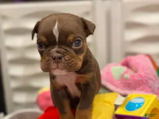 English Bulldog dogs Smooches - Ad 12