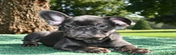 French Bulldog dogs for sale: French Bulldog 2 - Ad 12