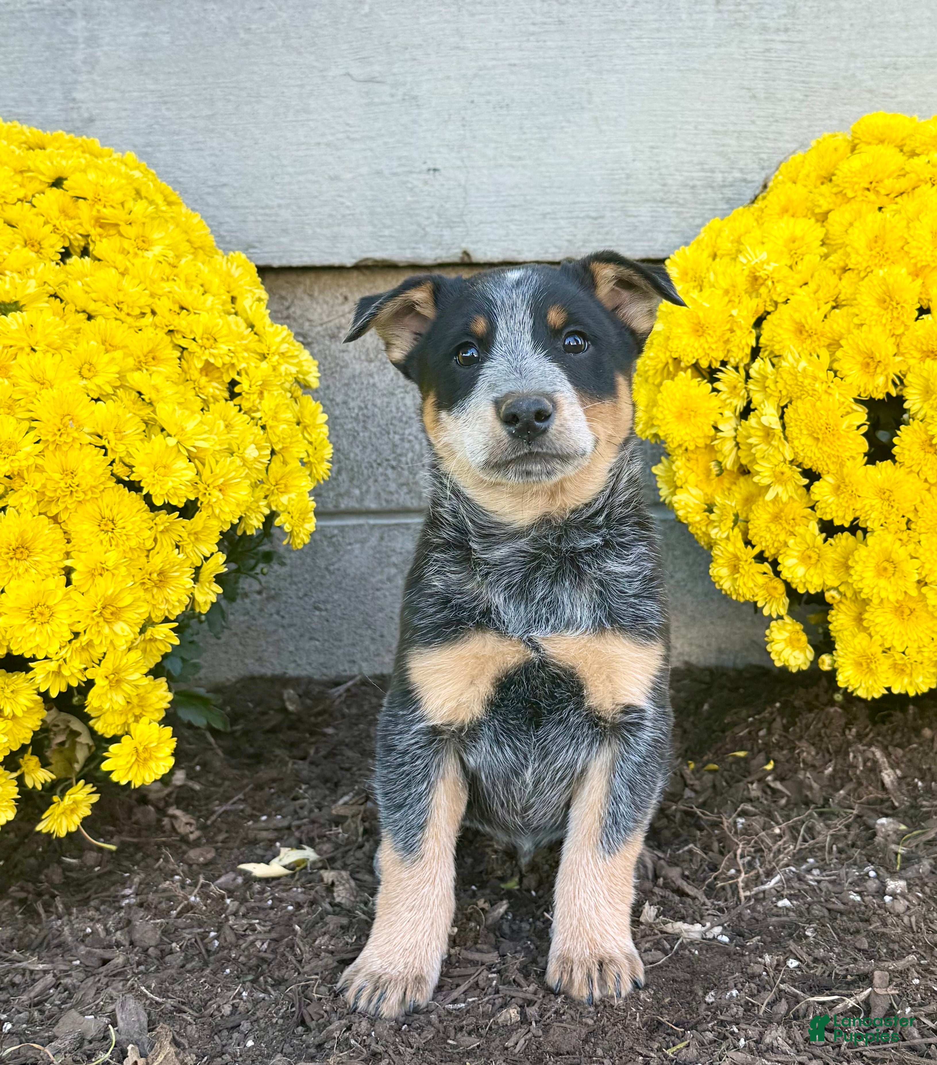 Australian Cattle Dog dogs for sale: Derick - Ad 1