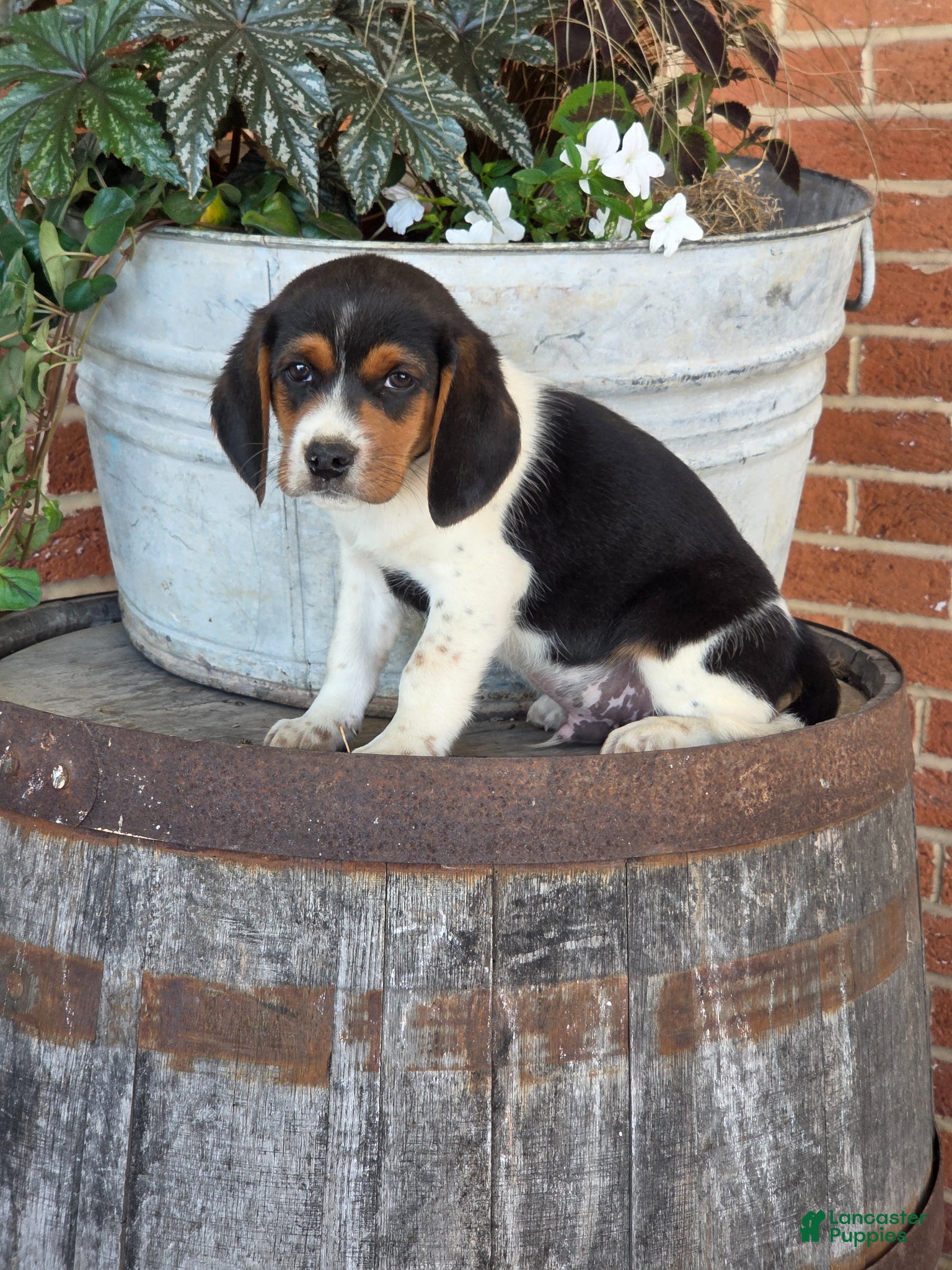 Beagle dogs Hank - Ad 23